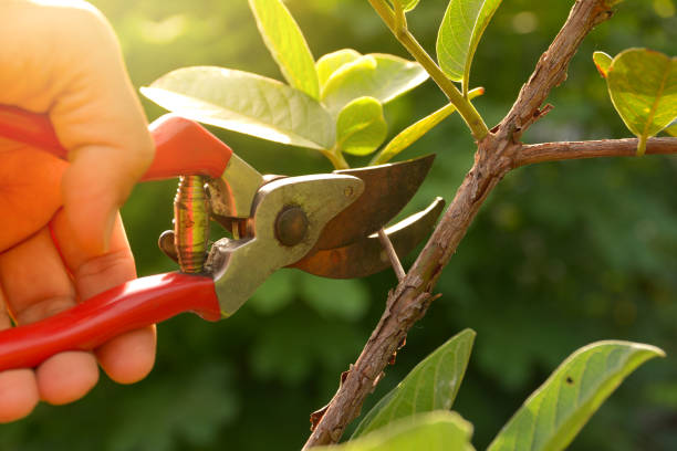 Best Residential Tree Removal  in USA